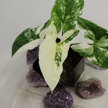 Load image into Gallery viewer, Syngonium Podophyllum Albo Variagata Variegated 2.5" pot, Fedex 2day*