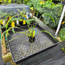 Load image into Gallery viewer, Philodendron Holtonianum Variegated, Exact Plant Ships Nationwide