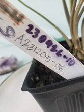 Load image into Gallery viewer, Three Kings Magic Marble, exact plant, variegated Syngonium, ships nationwide