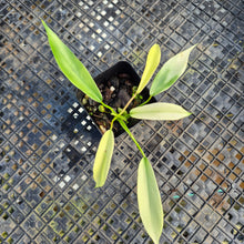 Load image into Gallery viewer, Philodendron Joepii Variegated, Exact Plant Ships Nationwide