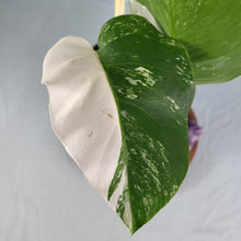 Load image into Gallery viewer, Monstera Borsigiana Albo Deliciosa, Exact Plant Variegated