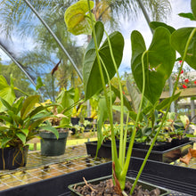 Load image into Gallery viewer, Anthurium Veronica, Green Speckled, Exact Plant