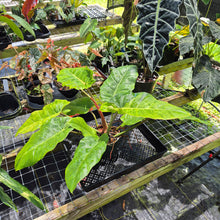 Load image into Gallery viewer, Philodendron Jungle Fever Mint, Exact Plant Variegated Ships Nationwide