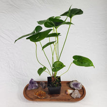 Load image into Gallery viewer, Anthurium Decipiens, Exact Plant double plant