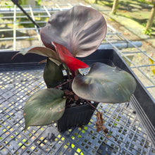 Load image into Gallery viewer, Philodendron Red Heart, Exact Plant