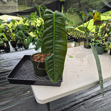 Load image into Gallery viewer, Philodendron Patriciae exact plant, Fedex 2day