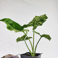 Load image into Gallery viewer, Syngonium Mojito Variegated 2.5" pot, Fedex 2day*
