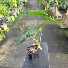 Load image into Gallery viewer, Philodendron Verrucosum Pseudoverrucosum Croat exact plant, Fedex 2day*