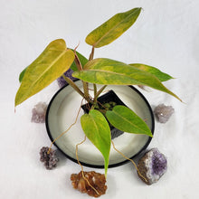 Load image into Gallery viewer, Philodendron Goldiana 4" pot, Fedex 2day*
