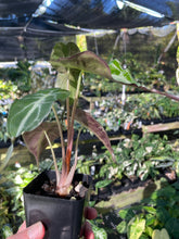 Load image into Gallery viewer, Alocasia Venom 2.5" pot, Fedex 2day*