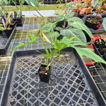 Load image into Gallery viewer, Philodendron Florida Beauty X Tortum, Exact Plant green Form Ships Nationwide