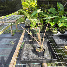 Load image into Gallery viewer, Alocasia Sarian albo variegated exact plant, Fedex 2day*