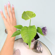 Load image into Gallery viewer, Anthurium Veitchii 4" pot, Fedex 2day*