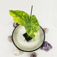 Load image into Gallery viewer, Alocasia Gageana Aurea, Exact Plant Variegated