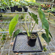 Load image into Gallery viewer, Philodendron Cordatum Kunth, Exact Plant