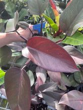 Load image into Gallery viewer, Philodendron Orange Princess Variegated 4" pot, Fedex 2day*