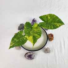 Load image into Gallery viewer, Alocasia Gageana Aurea, Exact Plant Variegated