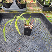 Load image into Gallery viewer, Philodendron Holtonianum Variegated, Exact Plant Ships Nationwide