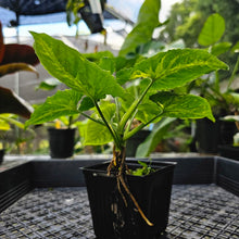 Load image into Gallery viewer, Syngonium Scrambled Eggs, Exact Plant Variegated