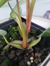 Load image into Gallery viewer, Philodendron Sodiroi True Form, Exact Plant
