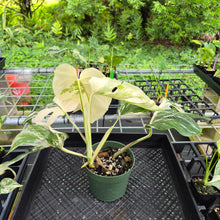 Load image into Gallery viewer, Monstera Borsigiana Albo Deliciosa, Exact Plant Variegated Ships Nationwide