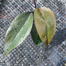 Load image into Gallery viewer, Philodendron Royal Queen 2.5" pot, Fedex 2day*