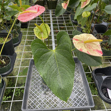 Load image into Gallery viewer, Anthurium Shibori Variegated exact plant, Fedex 2day*