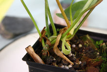 Load image into Gallery viewer, Philodendron Florida Ghost Exact Plant Ships nationwide