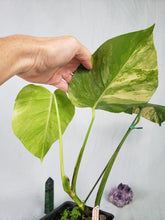 Load image into Gallery viewer, Borsigiana Aurea, Exact Plant, variegated Monstera