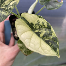 Load image into Gallery viewer, Alocasia Dragon Scale Albo Variegated exact plant, Fedex 2day*