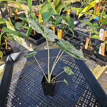 Load image into Gallery viewer, Alocasia Odora Batik Variegated 2.5" pot, Fedex 2day*