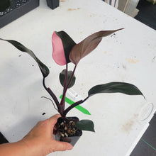 Load image into Gallery viewer, Philodendron Pink Princess, Exact Plant Variegated Ships Nationwide