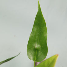 Load image into Gallery viewer, Anthurium Spectabile Wide Form Shipped Nationwide