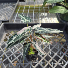 Load image into Gallery viewer, Alocasia 'Bambino Arrow' pink, Exact Plant Ships Nationwide