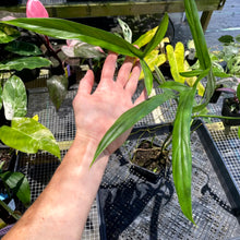 Load image into Gallery viewer, Philodendron Holtonianum 4" pot, Fedex 2day*
