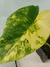 Load image into Gallery viewer, Alocasia Gageana Aurea, Exact Plant Variegated