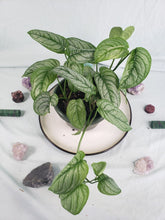 Load image into Gallery viewer, Siltepecana El Salvadore, exact plant, multi pot of 5, Monstera, ships nationwide