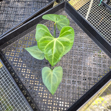 Load image into Gallery viewer, Anthurium Macrolobium, Exact Plant Ships Nationwide