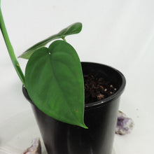 Load image into Gallery viewer, Syngonium Chiapense. Shipped Nationwide