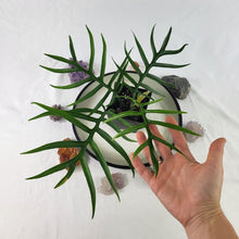 Load image into Gallery viewer, Philodendron Tortum, Exact Plant wide form Ships Nationwide