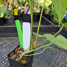 Load image into Gallery viewer, Anthurium Macrolobium, Exact Plant Ships Nationwide