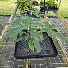 Load image into Gallery viewer, Philodendron Golden Dragon, Exact Plant Variegated