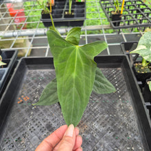 Load image into Gallery viewer, Anthurium Papillilaminum Fort Sherman X Ralph Lynam, Exact Plant Ships Nationwide