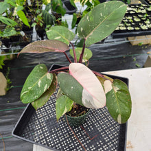 Load image into Gallery viewer, Philodendron Red Anderson Variegated exact plant, Fedex 2day