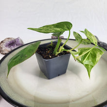 Load image into Gallery viewer, Philodendron Hederaceum, Heart Leaf, Exact Plant Variegated Ships Nationwide