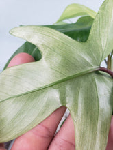 Load image into Gallery viewer, Florida Ghost, exact plant, Philodendron, ships nationwide