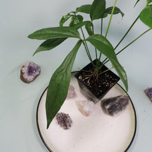 Load image into Gallery viewer, Anthurium Clavigerum 4" pot, Fedex 2day*