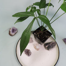 Load image into Gallery viewer, Anthurium Clavigerum 4" pot, Fedex 2 day*