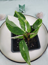 Load image into Gallery viewer, White Princess, Exact Plant, double plant, variegated Philodendron