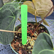 Load image into Gallery viewer, Anthurium Ace Of Spades X Papillilaminum, Exact Plant